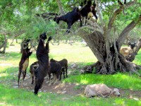 Tree-climbing goats, near Essaouira, Morocco, Africa