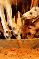 Camels drinking at a desert watering hole, Mauritania, Africa