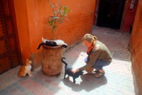 Cats, cats, eveywhere! Medina, Essaouira, Morocco, Africa