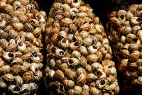 Snail wholesaler, Fes el Bali, Fes, Morocco, Africa