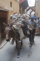 Donkey power is the only way to go in Fes el Bali, Morocco, Africa