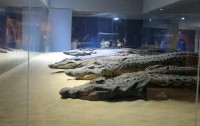 Mummified crocodiles, The Crocodile Museum, Kom Ombo, Egypt, Africa (courtesy of wikipedia)