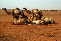 Camel market preview, Omdurman, Sudan, Africa