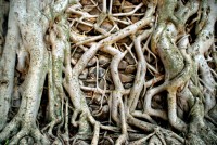 Roots and stones, Fasiladas' Baths, Gondar, Ethiopia, Africa