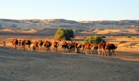 Taking the camels out for an evening walk, Bahariya Oasis, Western desert, Egypt, Africa