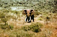 Ahmed the elephant, Marsabit National Park, Kenya, Africa (courtesy of National Geographic)