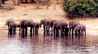 Elephant elevenses, Samburu National Reserve, Kenya, Africa