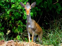 Dik-Dik, Rift Valley, southern Ethiopia, Africa