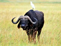 Cape Buffalo, Lake Nakuru National Park, Kenya, Africa