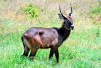 Waterbuck, Lake Nakuru National Park, Kenya, Africa