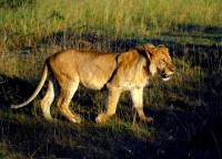Lioness, Maasai Mara safari, Kenya, Africa