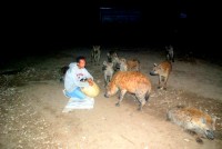 Hyena feeding, Harar, Ethiopia, Africa