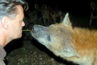 Hyena feeding, Harar, Ethiopia, Africa