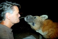 Hyena feeding, Harar, Ethiopia, Africa