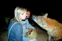 Hyena feeding, Harar, Ethiopia, Africa