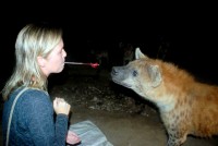 Hyena feeding, Harar, Ethiopia, Africa