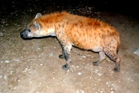 Spotted hyena, Harar, Ethiopia, Africa