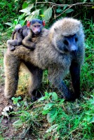 Baboon mother and baby, Lake Nakuru National Park, Kenya, Africa