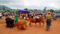 Market day, Jinka, southwest Ethiopia, Africa