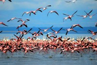 Flamingos, Lake Nakuru National Park, Kenya, Africa