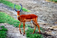Impala, Lake Nakuru National Park, Kenya, Africa