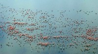 Flamingos from Baboon Cliff, Lake Nakuru National Park, Kenya, Africa