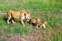Lioness and cubs, Maasai Mara safari, Kenya, Africa