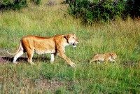 Lioness and cub, Maasai Mara safari, Kenya, Africa