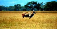 Eland, Lake Nakuru National Park, Kenya, Africa