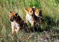 Lion cubs, Maasai Mara safari, Kenya, Africa