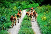 Dumb Impala, Lake Nakuru National Park, Kenya, Africa