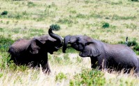 Frisky elephants, Samburu National Reserve, Kenya, Africa
