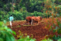 A farmer works his land with cattle and plow, Southern Ethiopia, Africa