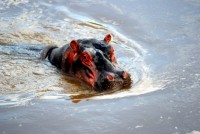 Hippo, Maasai Mara National Reserve, Kenya, Africa