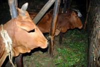 Communal living, inside a Dorze hut, southwest Ethiopia, Africa