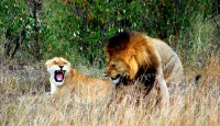 Lover's spat, (male and female lion), Maasai Mara National Reserve, Kenya, Africa