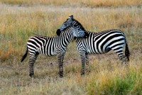 Zebra's necking, Masai Mara National Reserve, Kenya, Africa