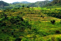 Konso agricultural terracing, Southern Ethiopia, Africa