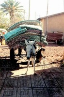 It's a tough life being a donkey in Ethiopia!