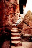 Amid the rock-hewn churches of Lalibela