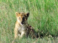 Lion cub, Maasai Mara safari, Kenya, Africa