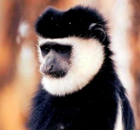 Black Colobus monkey, Marsabit National Park, Kenya, Africa