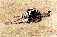 Zebra carcass, Lake Nakuru National Park, Kenya, Africa