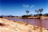 Doum Palms and Ewaso Ngiro river, Samburu National Reserve, Kenya, Africa