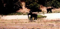 Elephants and crocodiles ignoring one another, Samburu National Reserve, Kenya, Africa