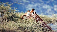 Reticulated giraffe nibbling on an acacia tree, Samburu National Reserve game drive, Kenya, Africa