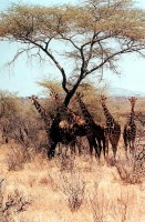 Curious reticulated giraffes, Samburu National Reserve game drive, Kenya, Africa