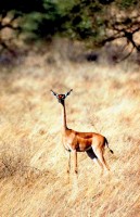 Gerenuk, Samburu National Reserve, Kenya, Africa