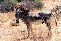 Grevy's zebra, Samburu National Reserve, Kenya, Africa