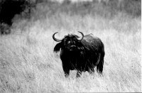Buffalo, Marsabit National Park, Kenya, Africa